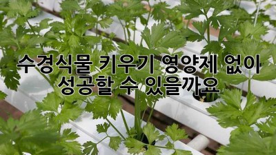 수경식물 키우기, 영양제 없이 성공할 수 있을까요?